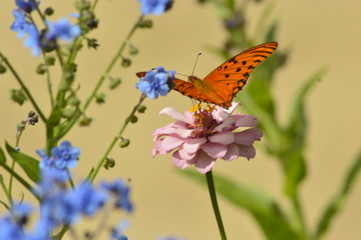 butterfly on flower