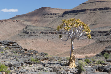 Quiver tree in southern Namibia