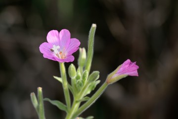 Fototapeta premium Epilobium hirsutum (hairy willowherb) is a flowering plant belonging to the willowherb genus in the family Onagraceae, Crete