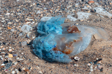 Environmental pollution concept. A large blue poisonous jellyfish lies on the ocean. © Shi 