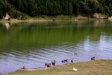 Beautiful landscape sceneries in Azores Portugal. Nature. Beautiful tropical rainforest in  Sao Miguel Island, Azores. thermal. 