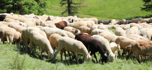 sheep and lambs graze in a mountain pasture