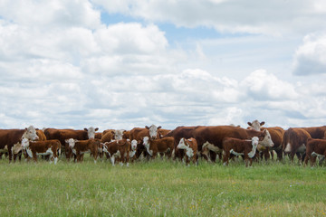 ganado hereford sobre pastura en el campo