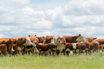 Fototapeta na wymiar ganado hereford sobre pastura en el campo