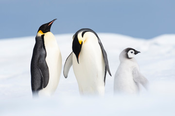 Naklejka na ściany i meble Two Emperor Penguins with chick at Snow Hill