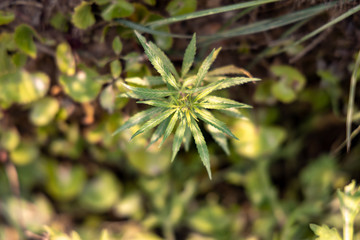 Wild marijuana or cannabis plant grows on the side of the road