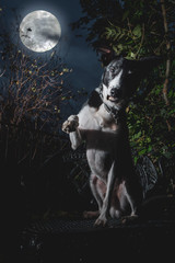Dog posing and looking scary for Halloween