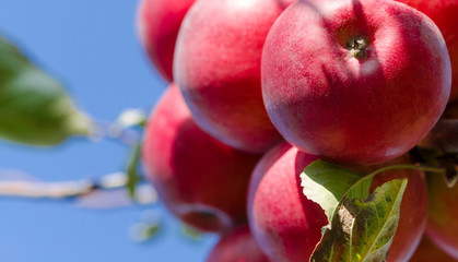 A bunch of red juicy big apples grows on a tree against a blue sky