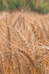 Golden Cornish Barley crops in a field ready for harvest