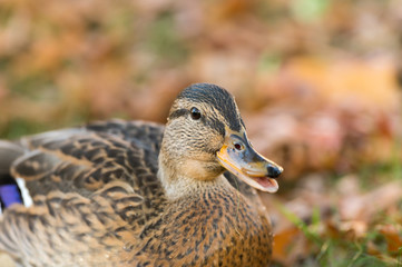 Portrait einer weiblichen Ente