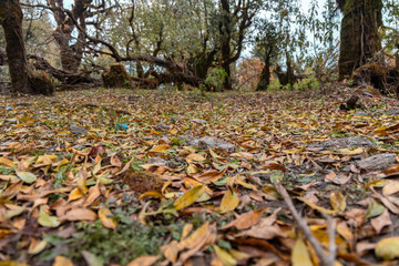 Yello and orange fall leaves