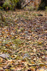 Yello and orange fall leaves