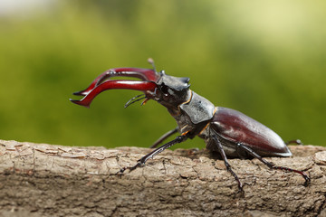 Giant Stage Beetle ready to combat