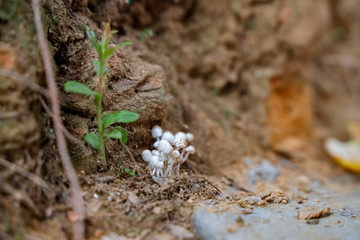 Tiny wild mushroom grows on the corner