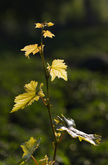 Vine withe © abet
