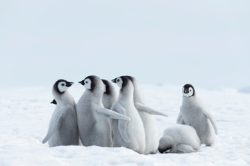 Poussins de manchots empereurs sur la glace en Antarctique