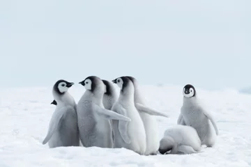 Stickers pour porte Antarctique Poussins de manchots empereurs sur la glace en Antarctique