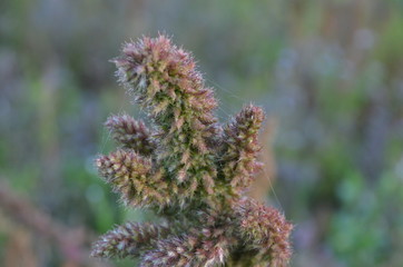 closeup of plant