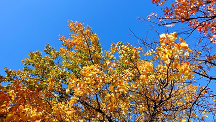  Yellow leaves of plants in October. Autumn background for the designer. Colors of autumn