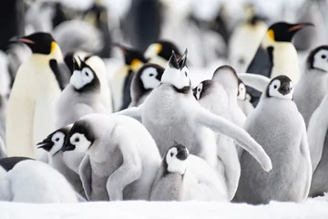 Raamstickers Keizerspinguïns kuikens op ijs in Antarctica © Silver
