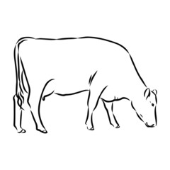 vector illustration of bull