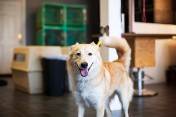 Cute Dog Smiling At Grooming Salon