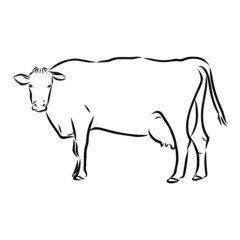 illustration of cow, sketch 