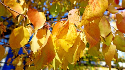  Yellow leaves of plants in October. Autumn background for the designer. Colors of autumn