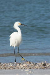 White Beach Bird stepping