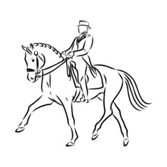 vector illustration of a horse, horsemanship sketch 