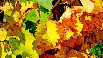  Yellow leaves of plants in October. Autumn background for the designer. Colors of autumn