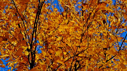  Yellow leaves of plants in October. Autumn background for the designer. Colors of autumn