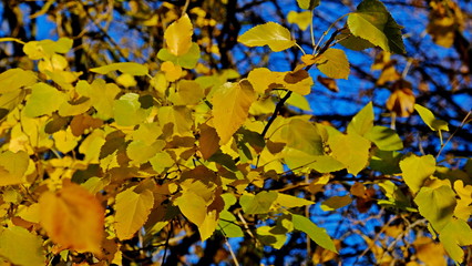  Yellow leaves of plants in October. Autumn background for the designer. Colors of autumn
