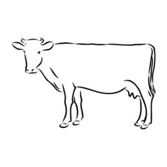 illustration of cow on white background
