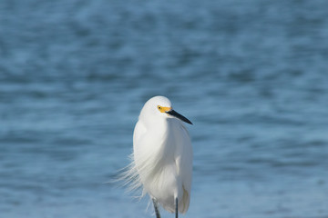 Fototapeta premium Bird Feathers blowing in wind