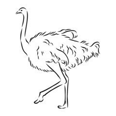 silhouette of bird ostrich