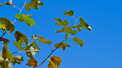  Yellow leaves of plants in October. Autumn background for the designer. Colors of autumn