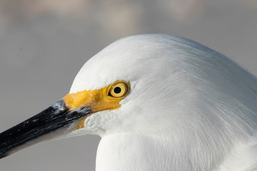 Bird Close up Eye