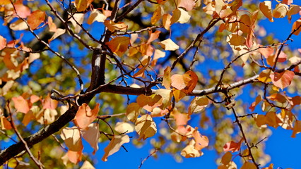  Yellow leaves of plants in October. Autumn background for the designer. Colors of autumn