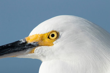 Bird Close Up blue sky