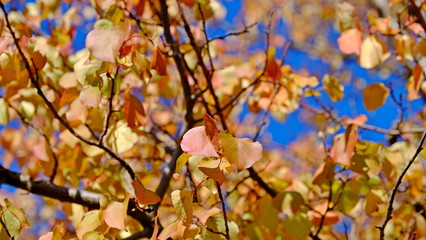  Yellow leaves of plants in October. Autumn background for the designer. Colors of autumn