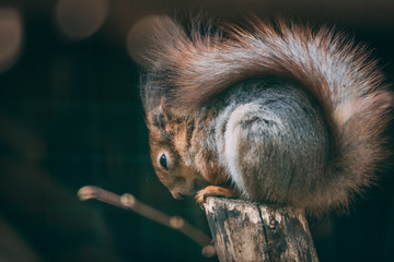 squirrel on tree