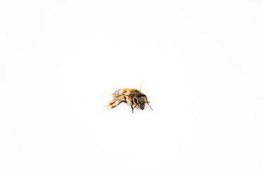 Bee on White Background 01
