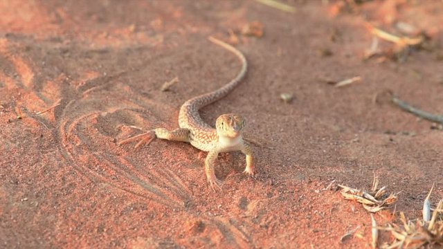 Saudi fringe-fingered lizard (Acanthodactylus gongrorhynchatus) in the desert sand looking for ants to eat.