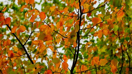  Yellow leaves of plants in October. Autumn background for the designer. Colors of autumn