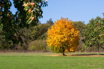 Baum im Herbst mit bunten Laub