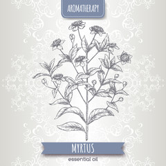 Common myrtle aka Myrtus communis sketch on elegant lace background. - obrazy, fototapety, plakaty