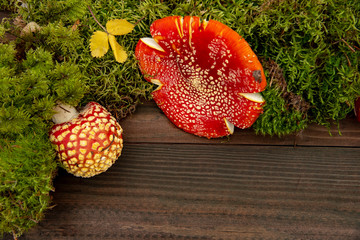 Mushroom frame..Bright toadstools and fluffy moss on a dark wooden background.