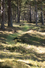 forest