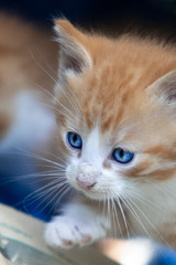 kitten